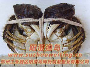陽澄湖大閘蟹的基本特征