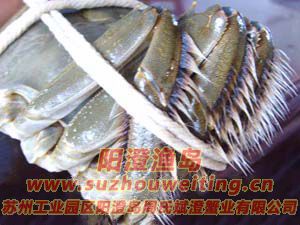 陽澄湖大閘蟹的基本特征