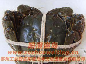 陽澄湖大閘蟹的基本特征