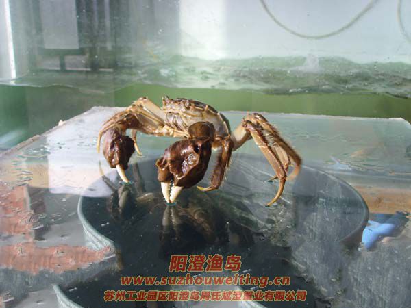 ꖳκlз