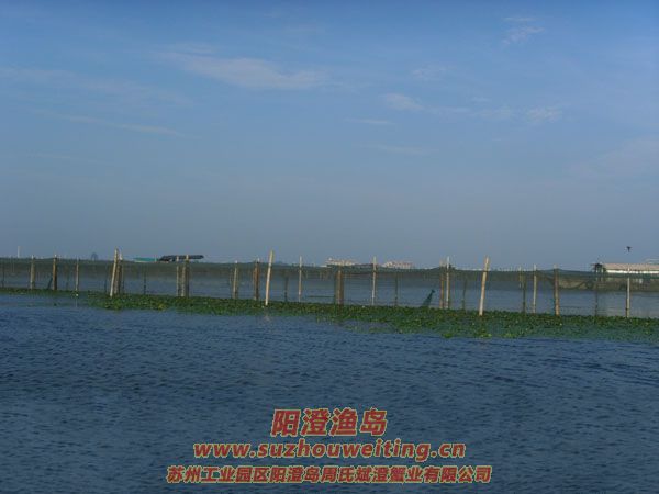 陽澄湖半島養(yǎng)蟹人的一天圖片七