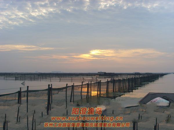 陽澄湖半島養(yǎng)蟹人的一天圖片六