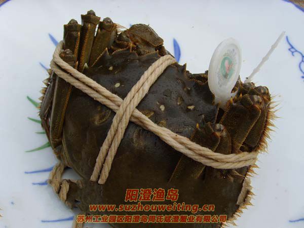 陽澄湖大閘蟹保存