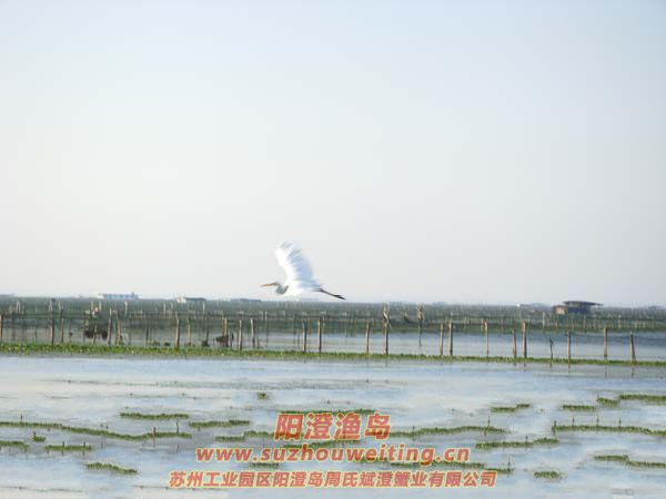 wİDƬ